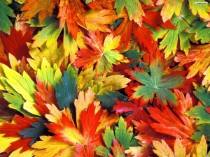 colorful-autumn-leaves-wallpaper-autumn-leaves-wallpaper